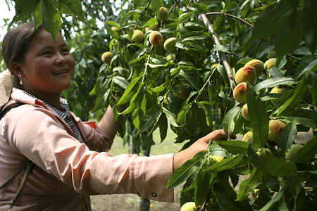 Peaches bring good income for highland people
